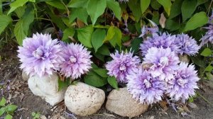 Клематис  Диамантина . Clematis Diamantinа . Английские сорта . Группа Патенс ( Patens ) .