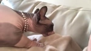 Бамбино - коротколапая лысая кошка