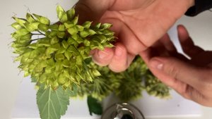 АСМР.Лопаем пузыри пупырчатой пленки.ПластикVSПрирода