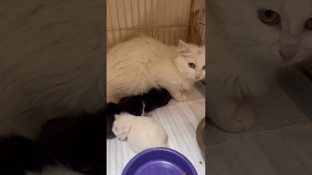 Бездомная кошка с котятами 🐈🐈⬛😺😸