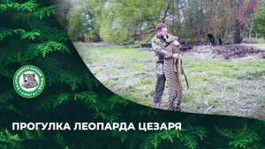 Выпуск 96. Прогулка леопарда Цезаря.