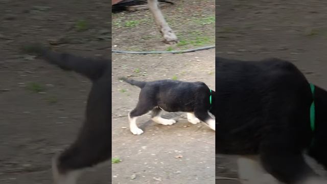 Восточно-европейская овчарка. Питомник SITI BULLVEO. Almaty смотреть онлайн