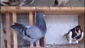 Голуби одесский турман в Закарпатье