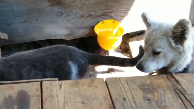 настоящие друзья 😂😂😂 смотреть онлайн