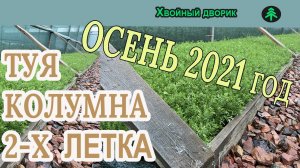 Сеянцы туи Колумна 2-х летка на осень 2021 года. Обзор интернет-магазина питомника "Хвойный дворик"