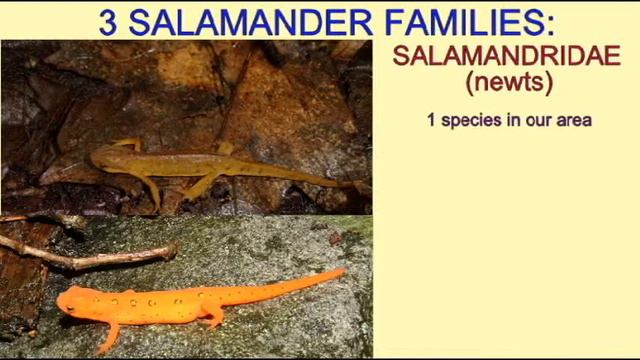 SALAMANDER IDENTIFICATION: FAMILY SALAMANDRIDAE.avi смотреть онлайн