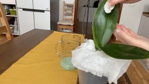 ПОКУПОЧКИ ДЛЯ ОРХИДЕЙ И КАК ОБРАБАТЫВАЮ ЛИСТЬЯ АБИГА-ПИКом