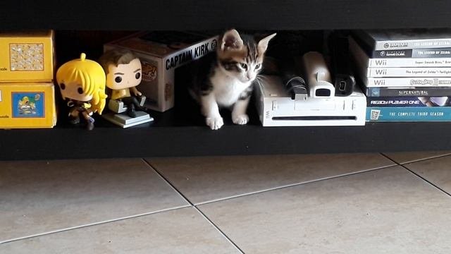 Капитан и Котмпания?