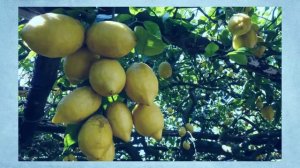 ТОП-10 интересных ФАКТОВ о фруктах