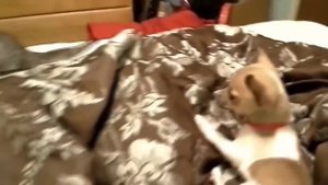 Собака и кошка в одном доме. Друзья, а не враги.