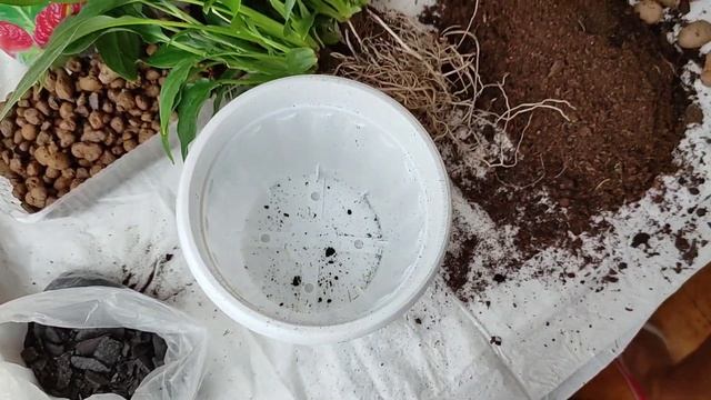Женское счастье (спатифиллум), пересадка с заменой грунта
