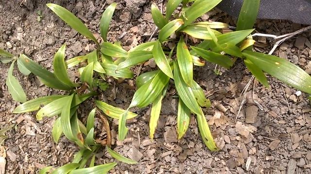 Размножение лилий чешуйками.Август. смотреть онлайн