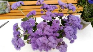 Цветущий агератум мексиканский в букетах. 5.