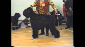 1999. Региональная выставка черных терьеров, Санкт-Петербург.