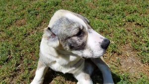 Среднеазиатские овчарки Алабай США. Soul Of Asia Lali at 3 months old age.May 2017.