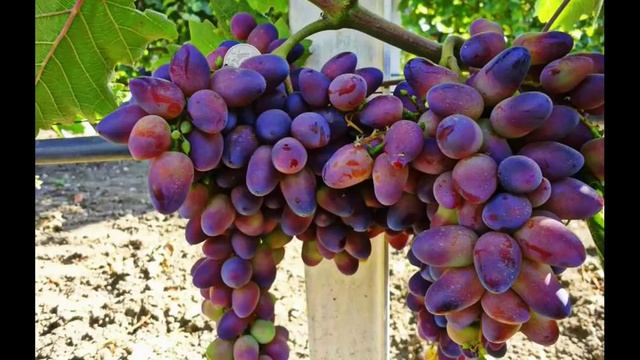 ВИНОГРАД БАЙКОНУР / описание сорта винограда Байконур смотреть онлайн