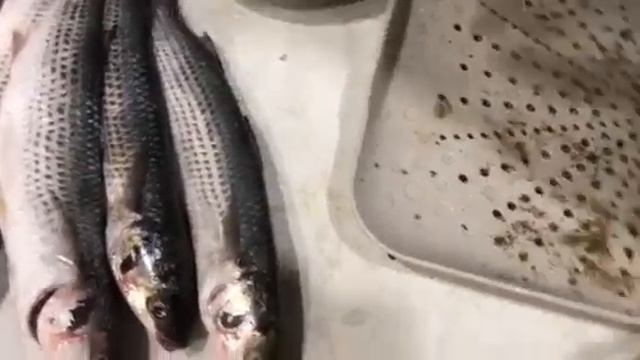 Солить Чуларку
