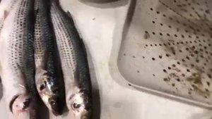 Солить Чуларку