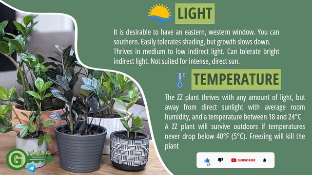 [ زامیفولیا یا ZZ Plants ] 🌱 راهنمای کلی نگهداری و مراقبت از گیاهان آپارتمانی смотреть онлайн