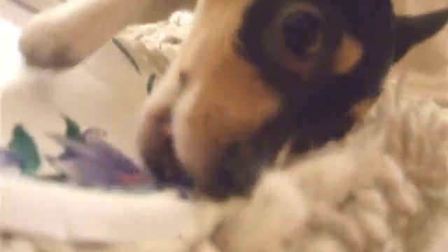 AFTER THE PARTY PUP смотреть онлайн