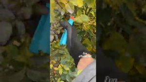 ОБРЕЗКА РОЗ ОСЕНЬЮ ?
ОБРАБОТКА ?♀️