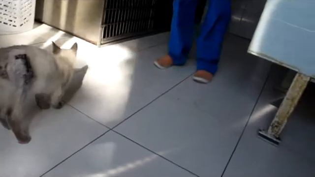 Котик с переломом бедра