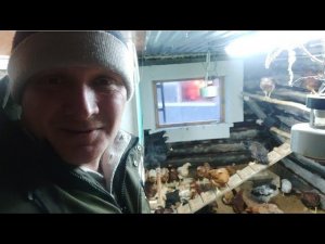 Как приучить куриц к насесту или посадить на шесток.