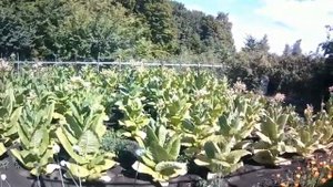 В предвкушении.mp4