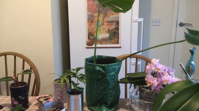 Tip #4 continued: building your houseplant collection in a low budge, ecofriendly way смотреть онлайн