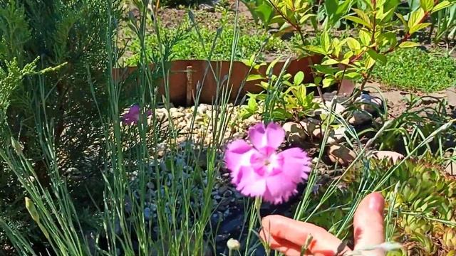 Мой САД! На юг пришло ТЕПЛО! Прогулка-обзор на 28 мая. Приглашаю! смотреть онлайн