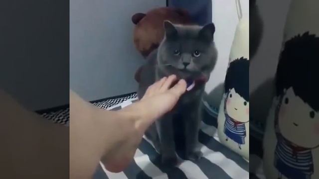 Кота тошнит от вонючей ноги смотреть онлайн