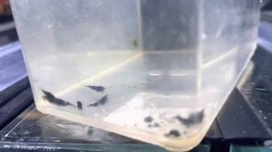 Check out these babies.  Vin line freshwater caridina shrimp