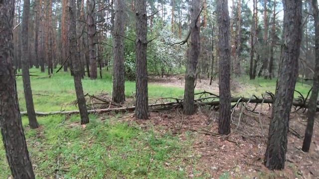 первые маслята . 2023 года. смотреть онлайн