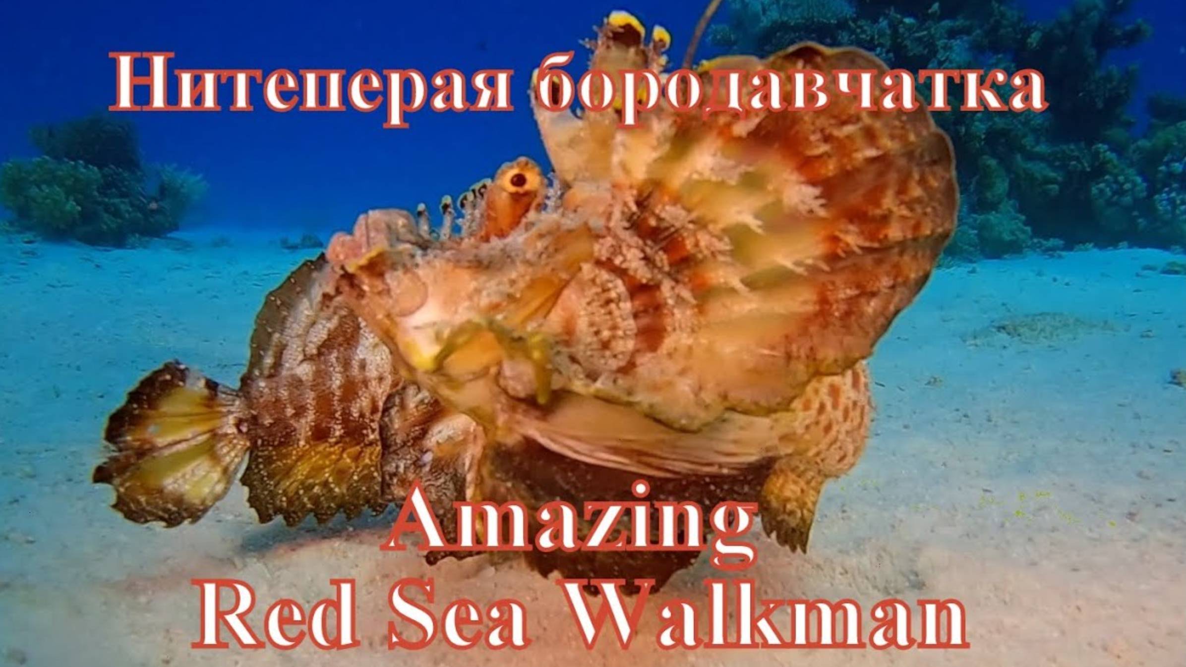 Ядовитые рыбы Красного моря. Нитеперая бородавчатка/Red Sea Walkman