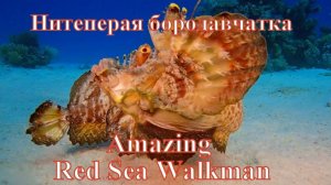 Ядовитые рыбы Красного моря. Нитеперая бородавчатка/Red Sea Walkman