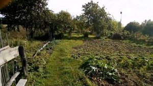 Деревня, самовар, заселение червяков.