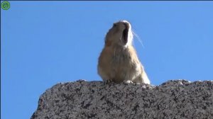 Крик суслика