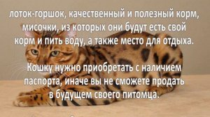 Разведение породистых кошек. Бизнес идея