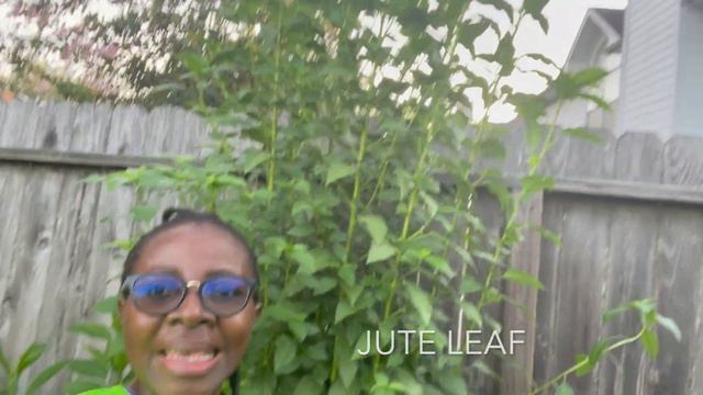 Gardening In The Summer Heat: August Garden Tour & Harvest 2022