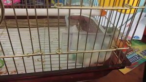 Попугай ломает клетку