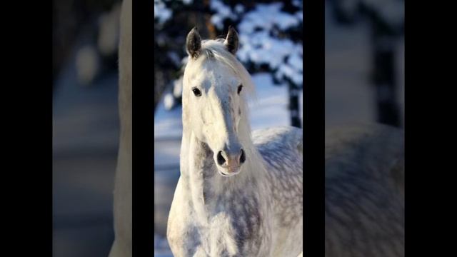 Типичный характер Орловского Рысака