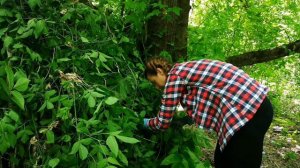 Primitive BUSHCRAFT shelter in the forest, bushcraft girl, bushcraft cooking and eating