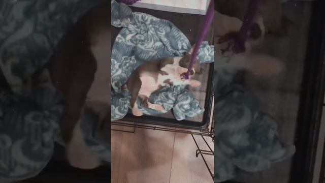 Щенок амстаффа. Смешные моменты