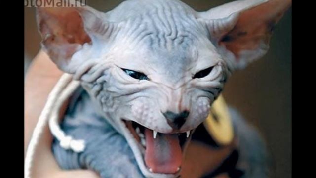 Не будите в кошке зверя смотреть онлайн