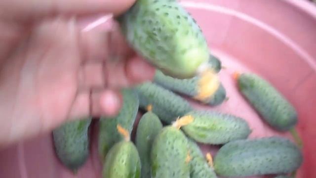 ОБЗОР НА ОГУРЕЦ ИЗУМРУДНАЯ РОССЫПЬ ОТ ФИРМЫ ПОИСК смотреть онлайн