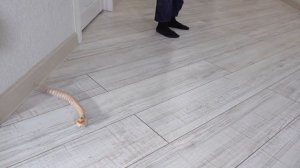 Змея на пульте управления ПОХОЖА на настоящую