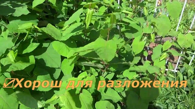 ЖИВАЯ ИЗГОРОДЬ / ЗЕЛЁНАЯ МЕЖА / Рейнутрия сахалинская / Сибирский бамбук или Горец сахалинский смотреть онлайн