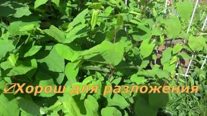 ЖИВАЯ ИЗГОРОДЬ / ЗЕЛЁНАЯ МЕЖА / Рейнутрия сахалинская / Сибирский бамбук или Горец сахалинский