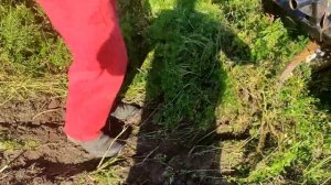 Уборка моркови по-новому с помощью мотоблока