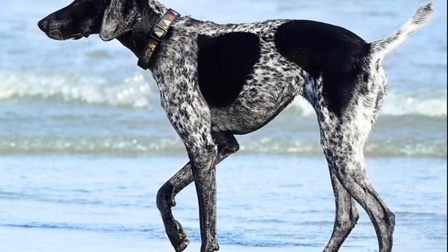 "Муму"-пересказ рассказа И. С. Тургенева. смотреть онлайн